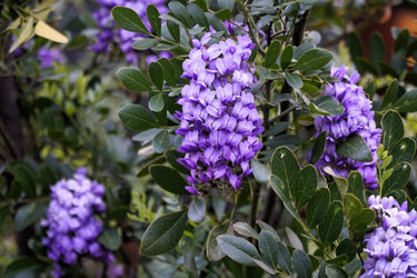10 TEXAS Mountain LAUREL Sophora Secundiflora Mescal Tree Purple Flower Seeds